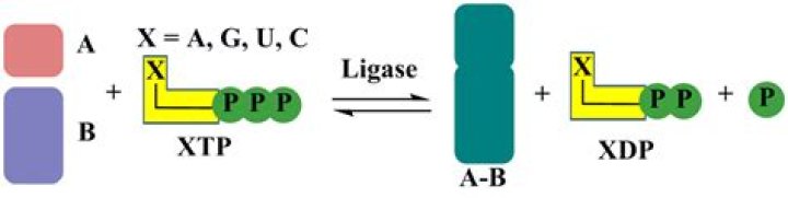 How do ligases work?