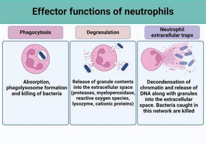 How do polymorphonuclear neutrophils attack bacteria?