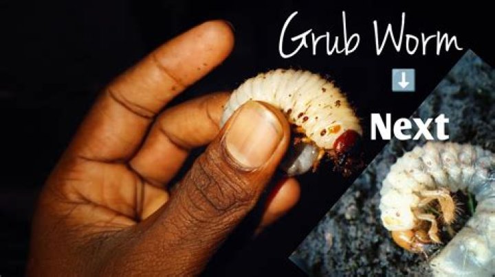 How do you get grub worms?