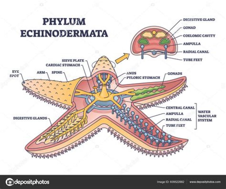 How does an echinoderm move?
