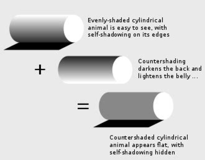 How does countershading help?