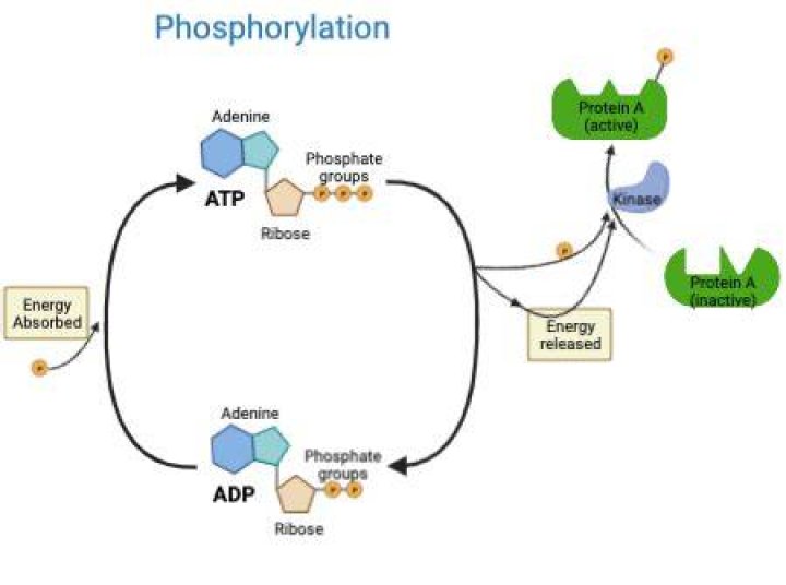 How does phosphorylation work?