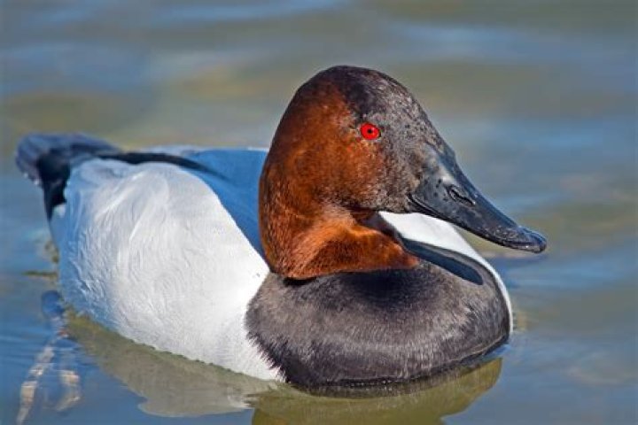 How fast do canvasbacks fly?