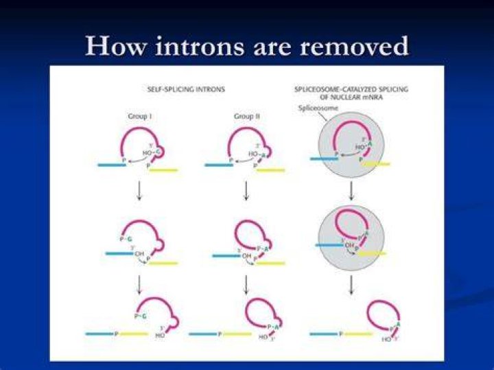 How introns are removed?