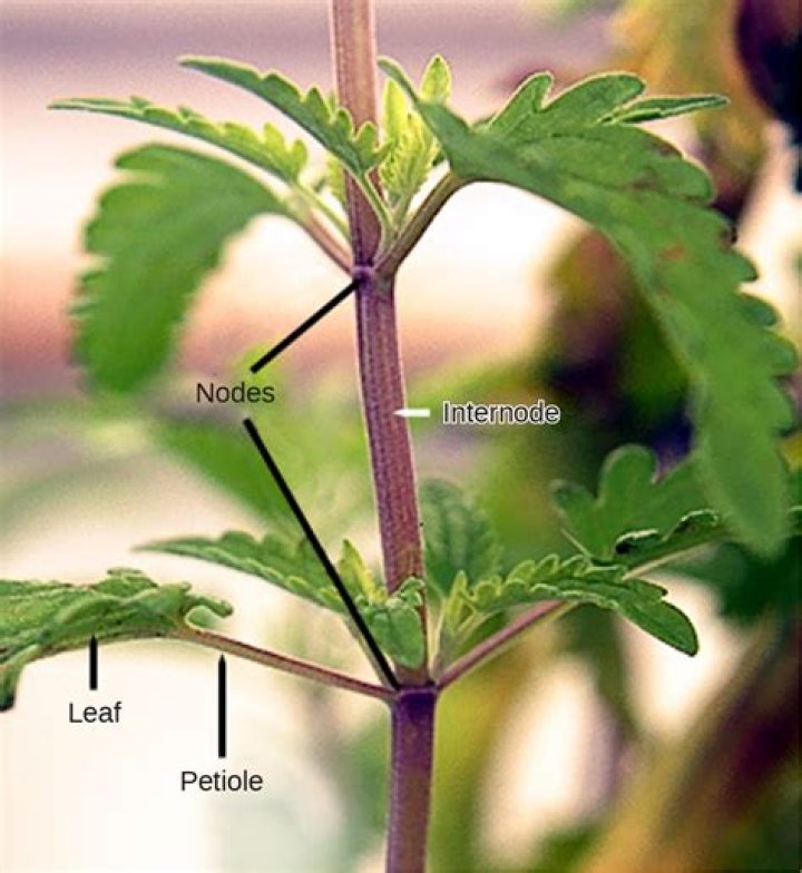 How is petiole different from pedicel?