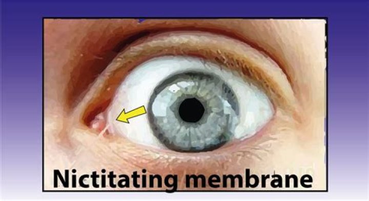 How is the nictitating membrane attached?
