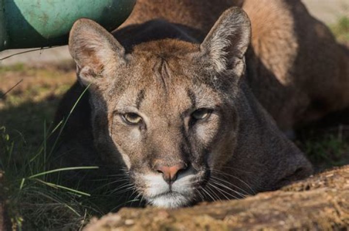 How long do pumas live?