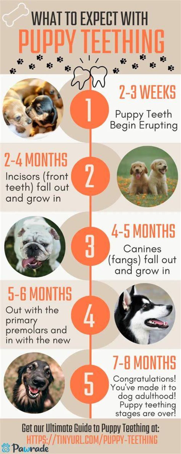 How long do puppies teeth last?