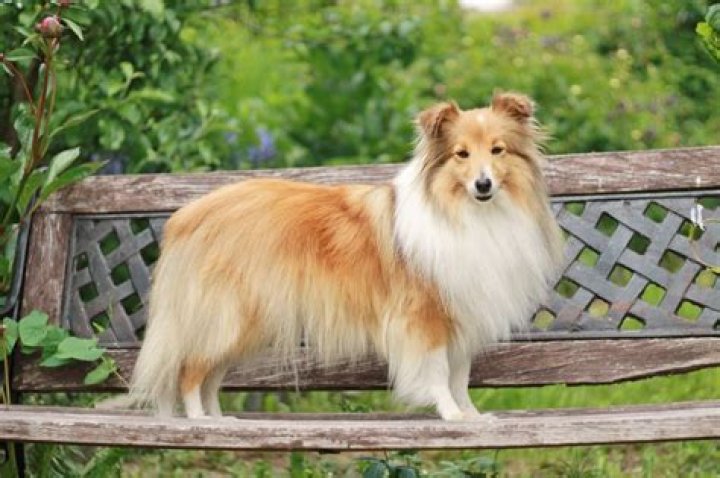 How long shelties live?