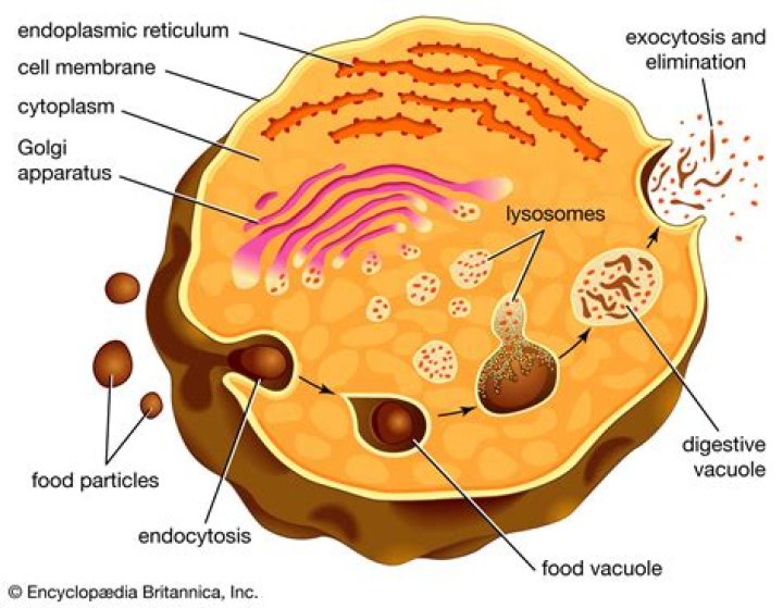 How lysosomes protects the body?
