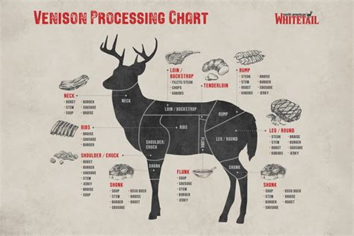 How many backstraps does a deer have?