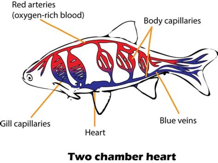 How many chambered heart does a fish have?