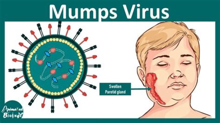 How mumps virus causes orchitis?