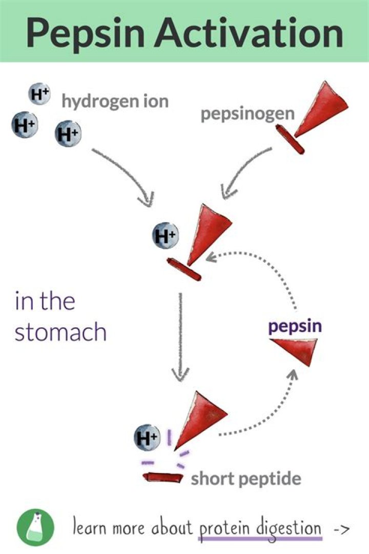How pepsinogen is formed?