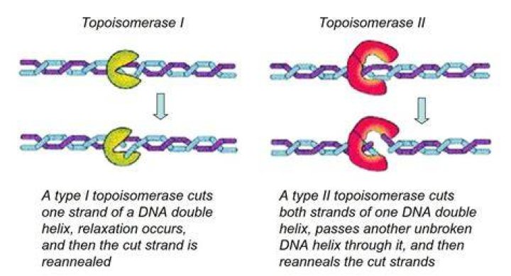 How the isomerase works?