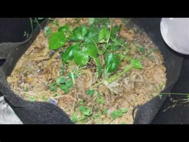 How to keep rove beetle away?