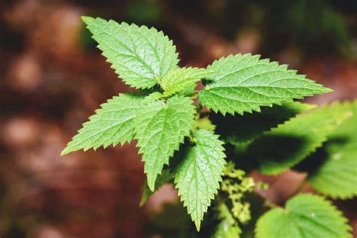 How to plant nettle?