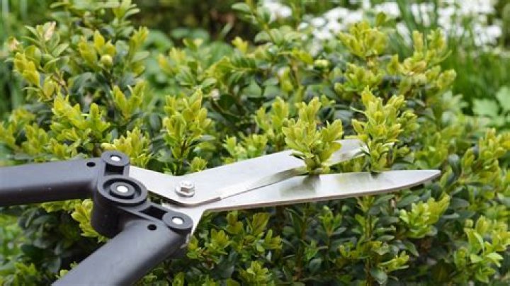 How to prune a summer jasmine?
