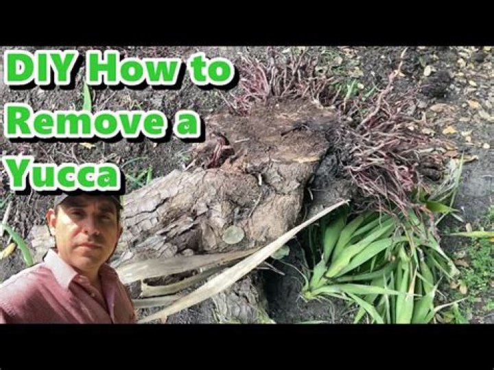 How to remove yuccas?