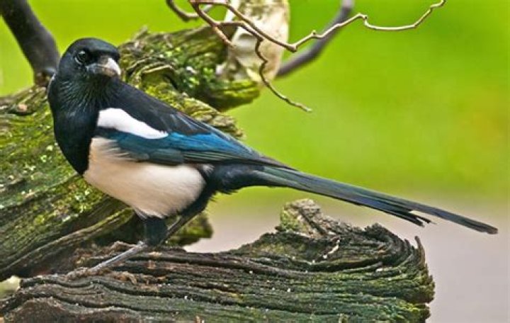 How to salute a magpie?