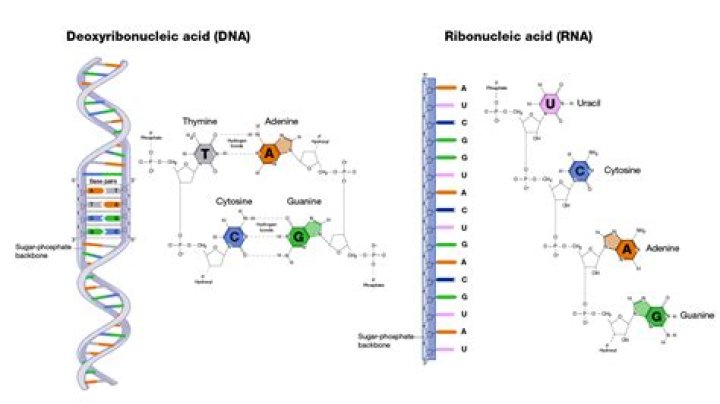 In a ribonucleic acid?
