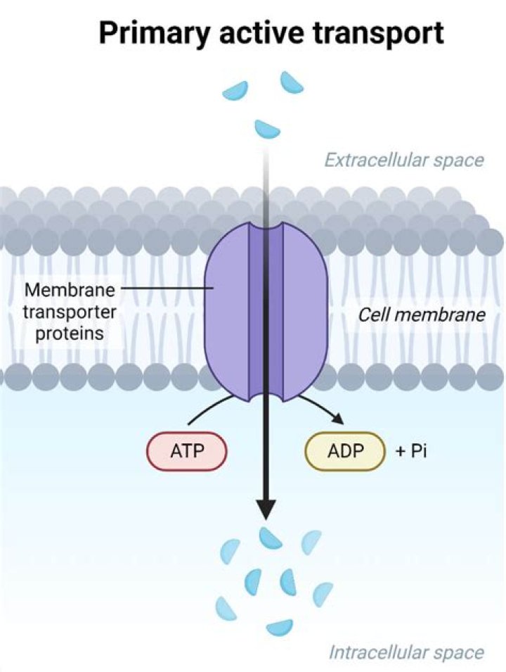 In primary active transport?