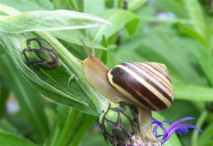 Is a snail an insect?
