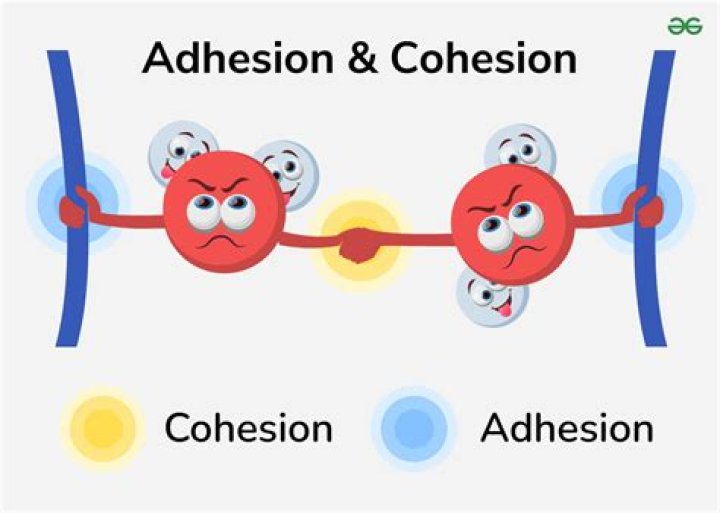 Is adhesion stronger than cohesion?