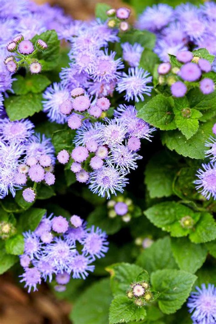 Is ageratum deer resistant?