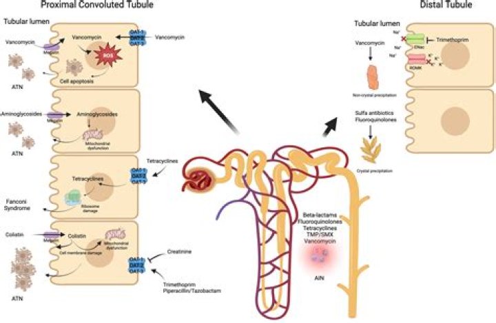 Is amphotericin b nephrotoxic?
