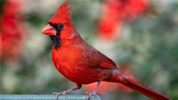 Is cardinal a color?