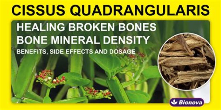 Is cissus good for joints?