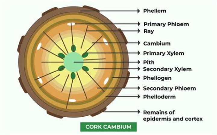 Is cork cambium dedifferentiated?