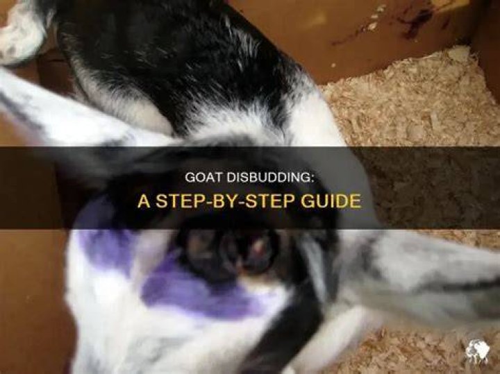 Is disbudding a goat painful?
