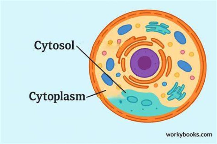 Is endoplasm same as cytoplasm?