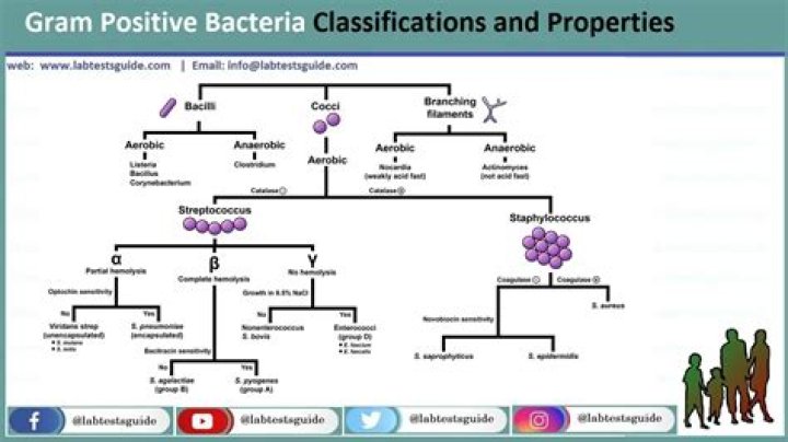 Is gram positive bacilli harmful?