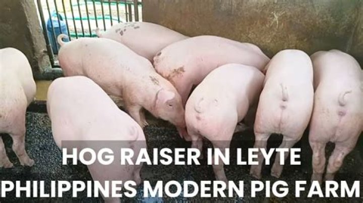 Is hog raising profitable in philippines?