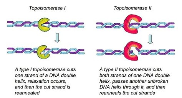 Is isomerase used for?