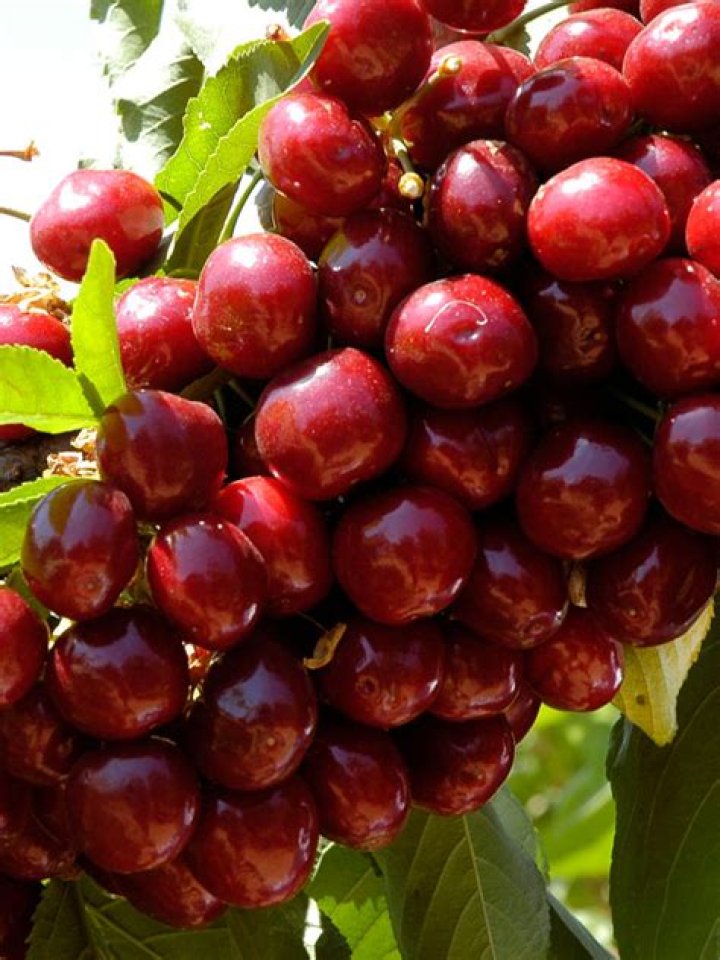 Is lapins cherry good?