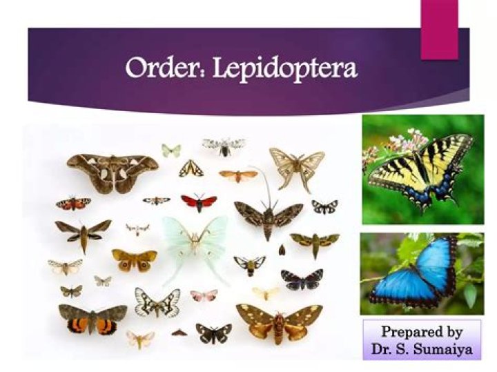 Is lepidopterans a word?