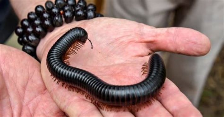 Is millipede bite poisonous?
