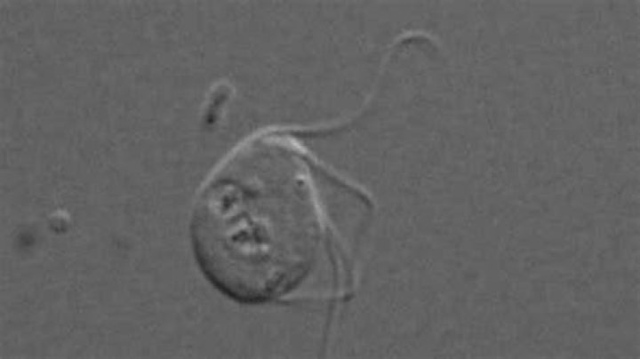Is monocercomonoides a life form?