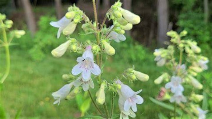 Is penstemon digitalis poisonous?