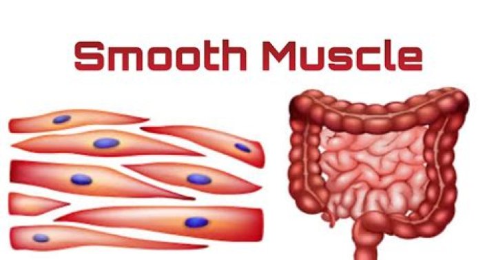 Is smooth muscle voluntary?