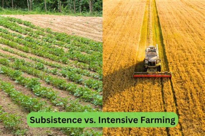 Is subsistence farming intensive or extensive?