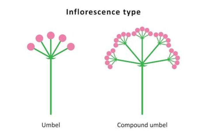 Is umbel the same as inflorescence?