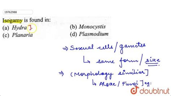 Isogamy is found in?