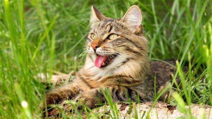 Should a cat pant after running?