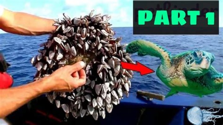 Should barnacles be removed from turtles?