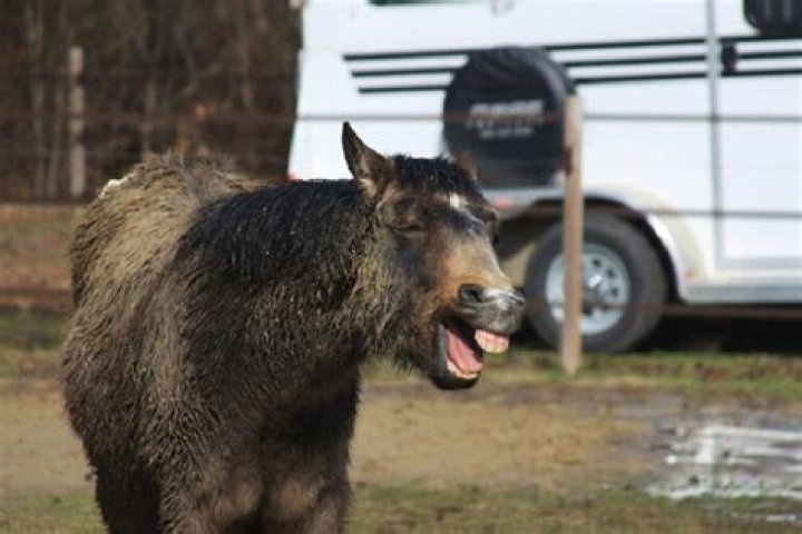 Should donkeys be bathed?